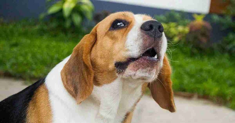 Increased Barking or Whining