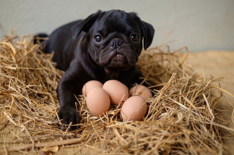 Eggs