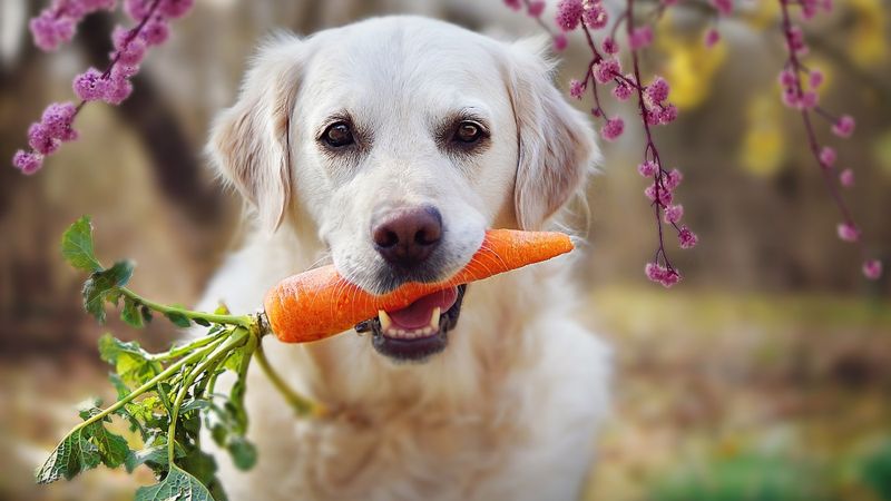 Carrots
