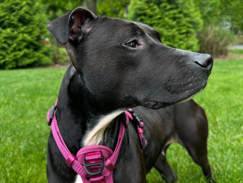 Pit Bull Terrier