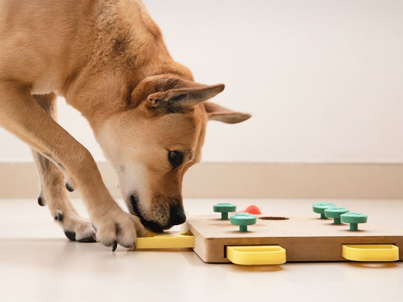 Interactive Puzzle Toys