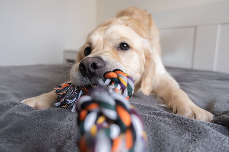 Sharing Toys