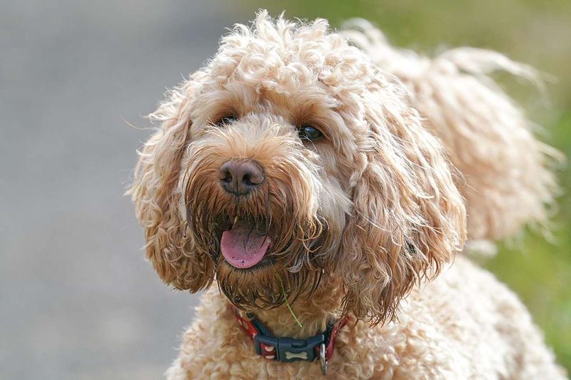 Cockapoo