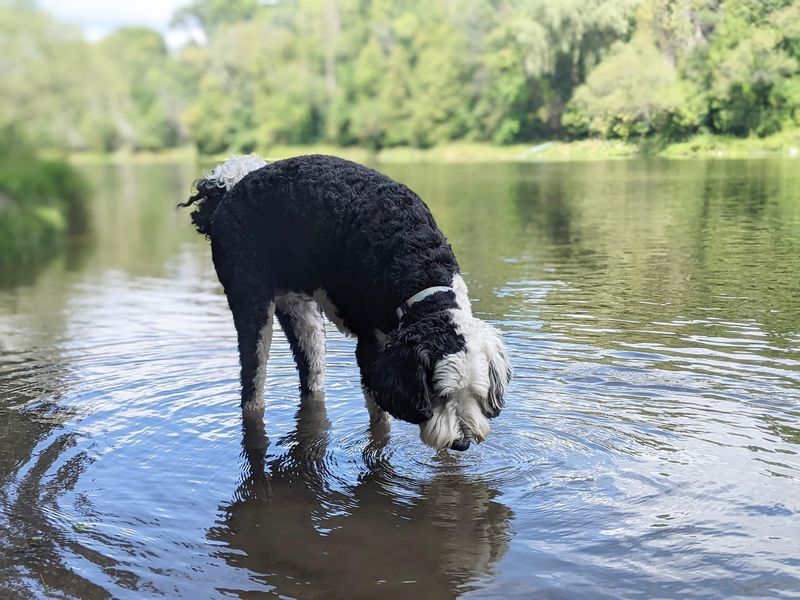 Sheepadoodle