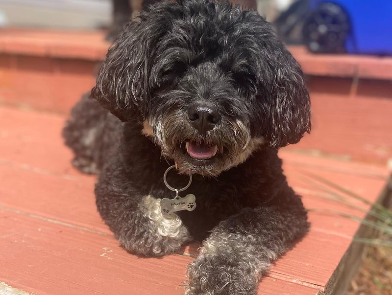 Schnoodle