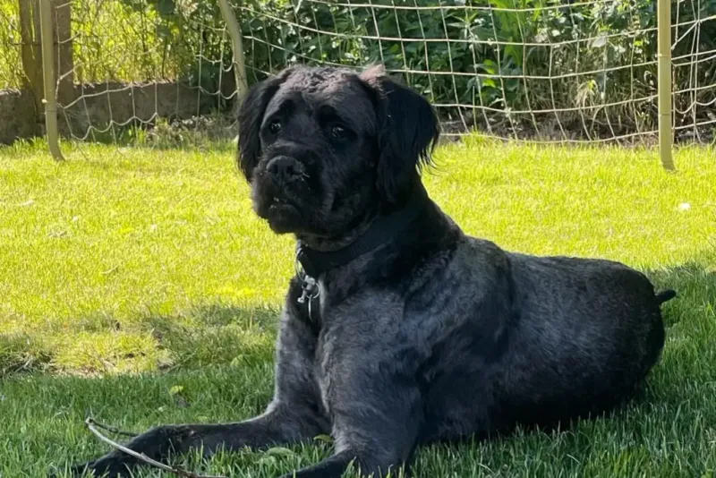 Boxerdoodle