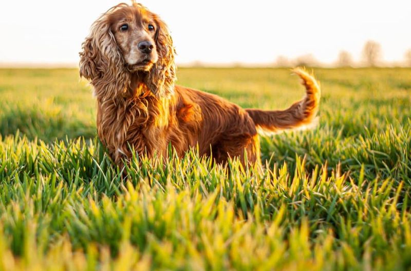 Cocker Spaniel