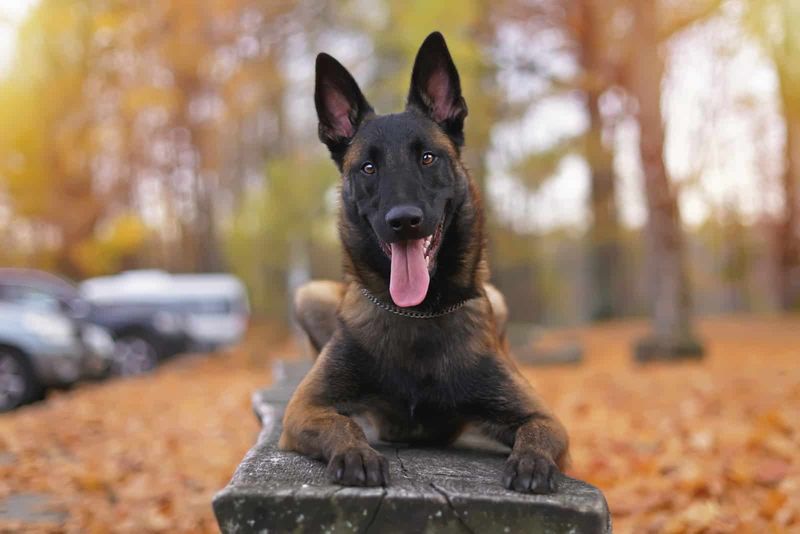 Belgian Malinois