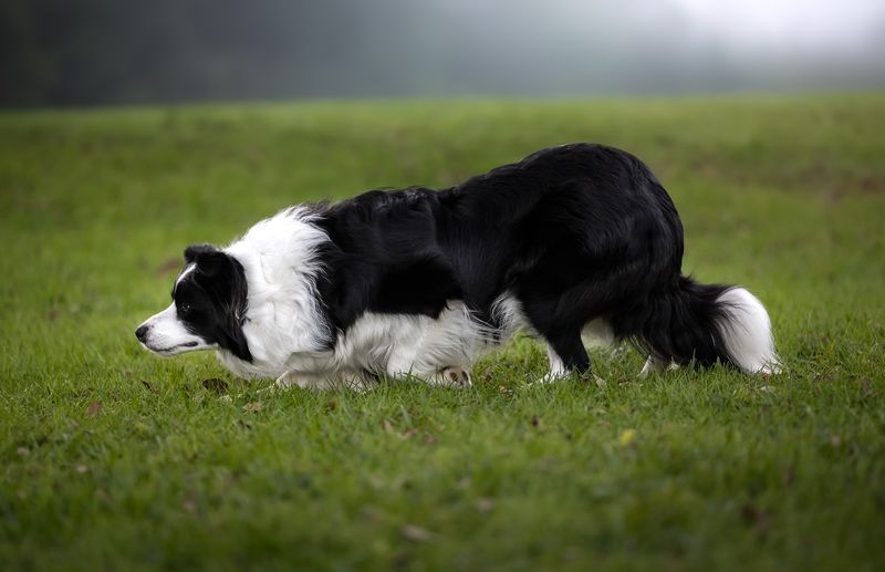 Border Collie