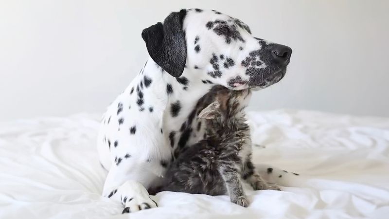 Dalmatian