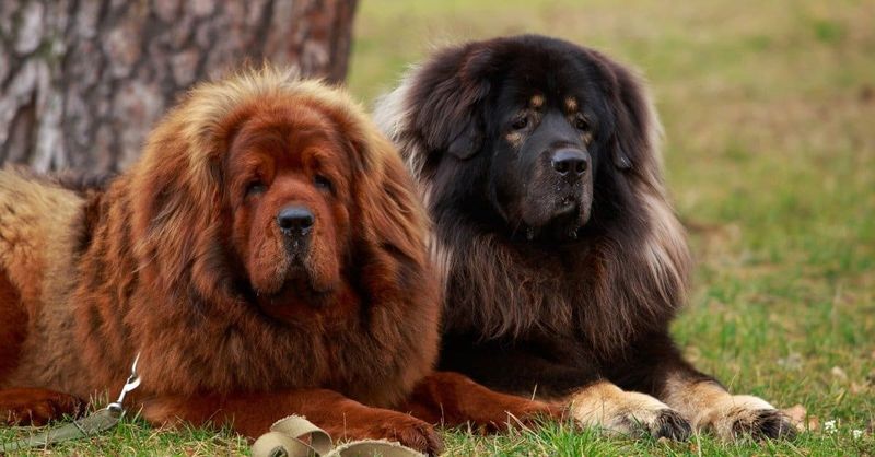Tibetan Mastiff