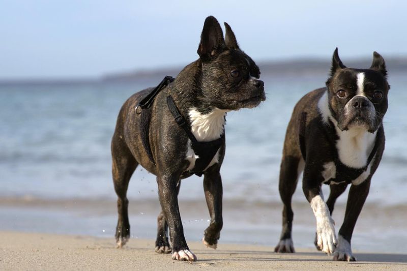 Boston Terrier