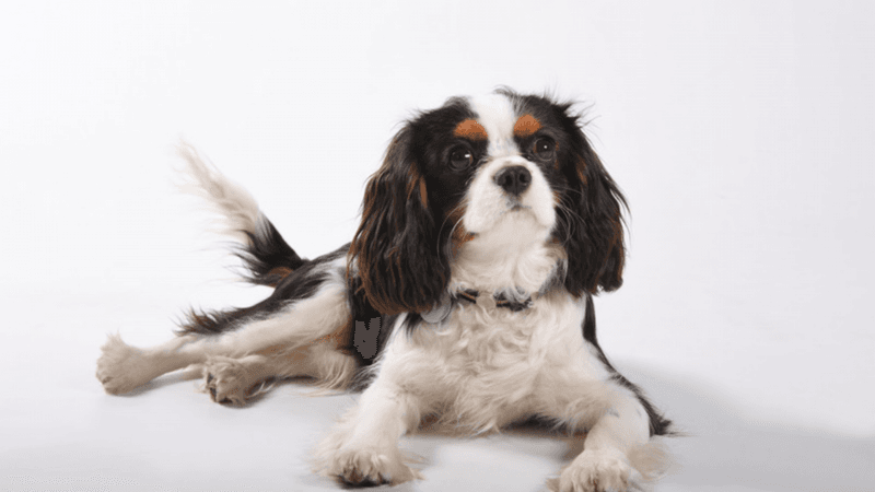Cavalier King Charles Spaniel