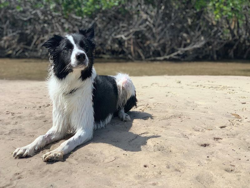 Border Collie