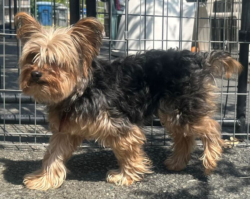 Yorkshire Terrier