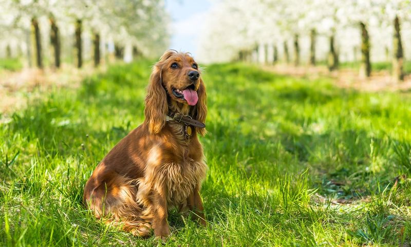 Cocker Spaniel