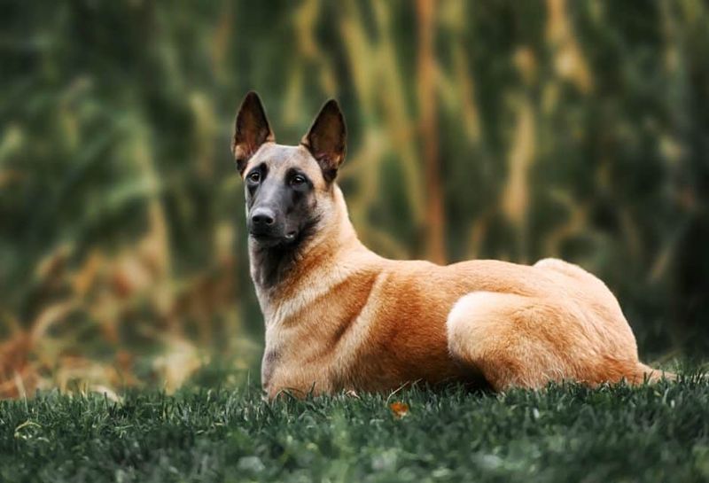 Belgian Malinois