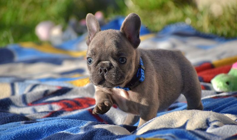 French Bulldog