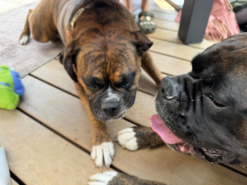Boxer