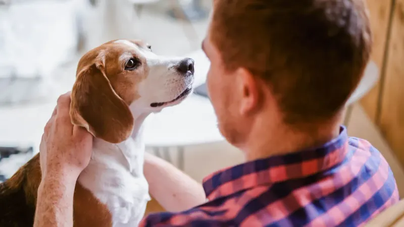 Beagle