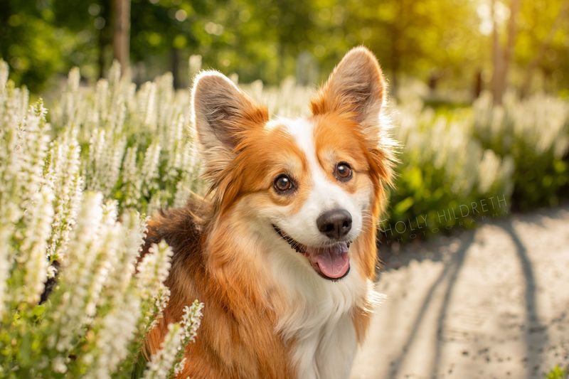 Pembroke Welsh Corgi