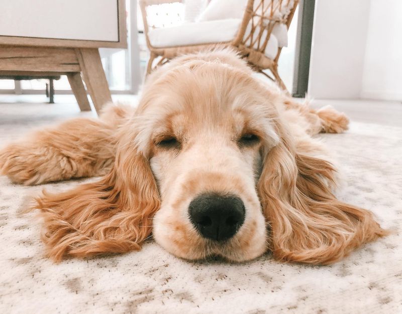 Cocker Spaniel