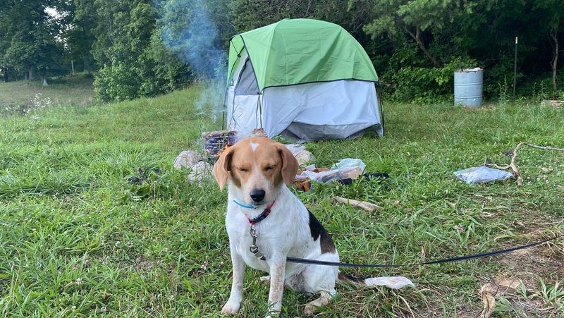 Beagle