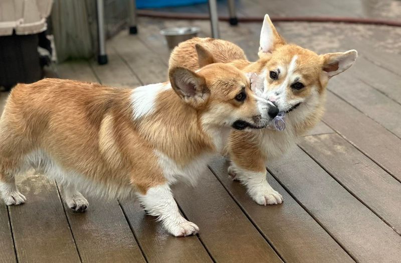 Pembroke Welsh Corgi