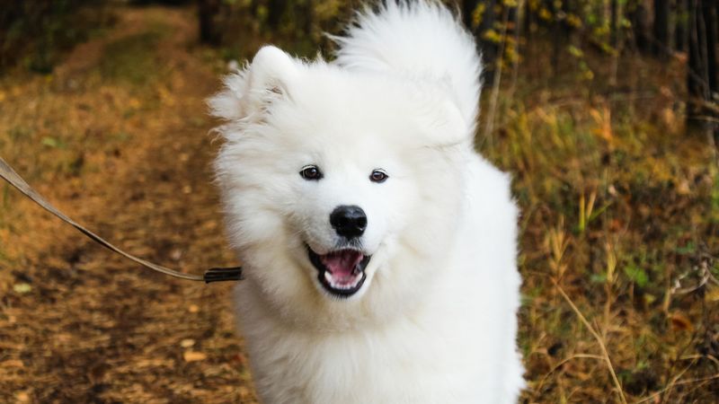 Samoyed