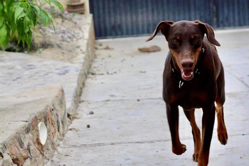 Doberman Pinscher