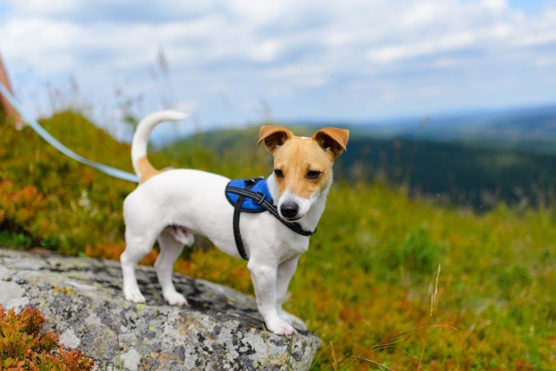 Jack Russell Terrier
