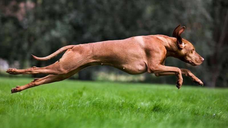 Vizsla