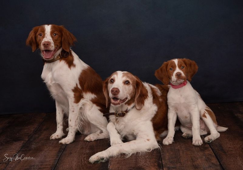 Brittany Spaniel