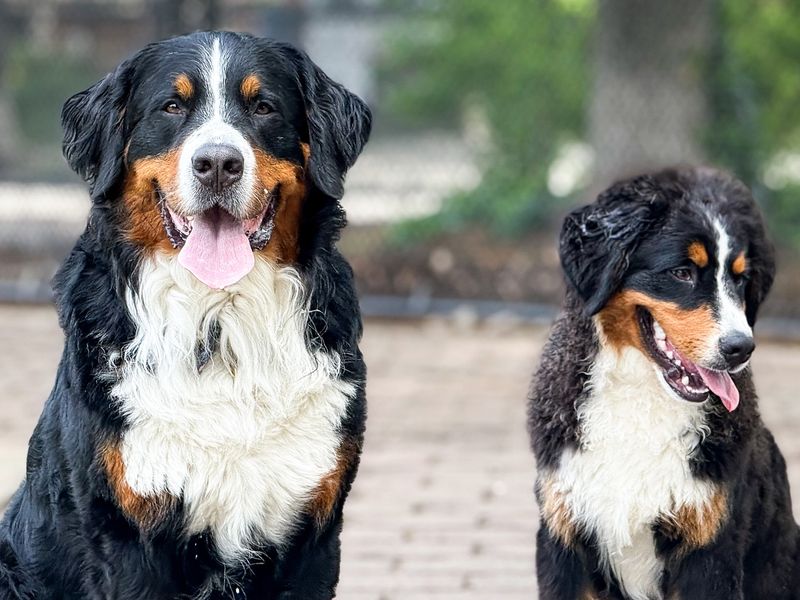 Bernese Mountain Dog