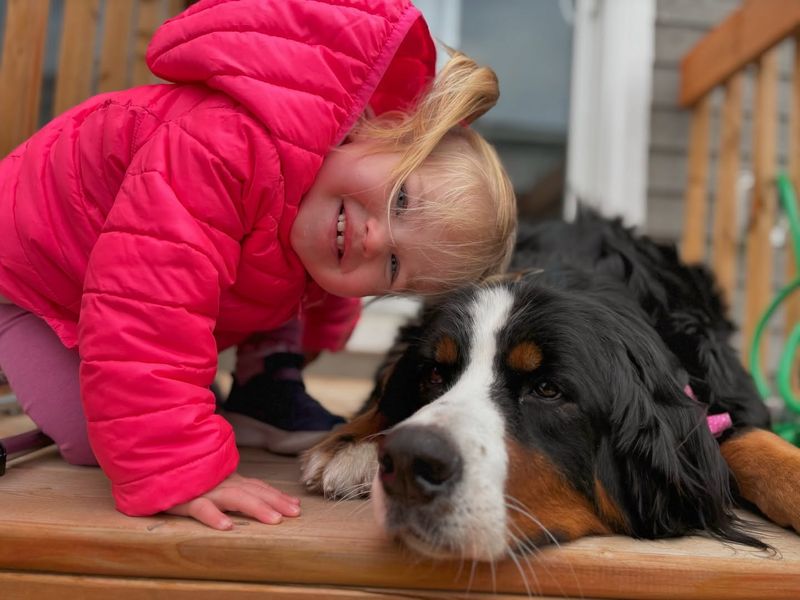Bernese Mountain Dog