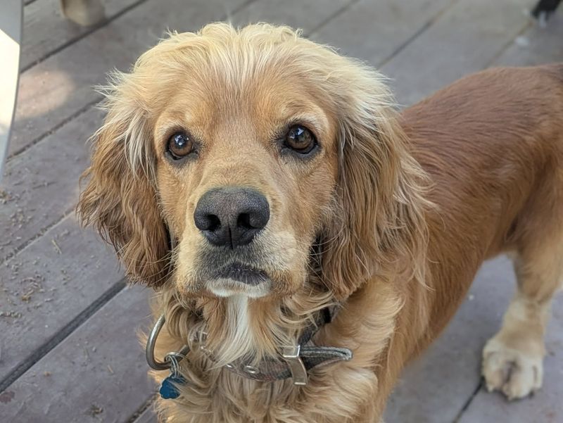 Cocker Spaniel