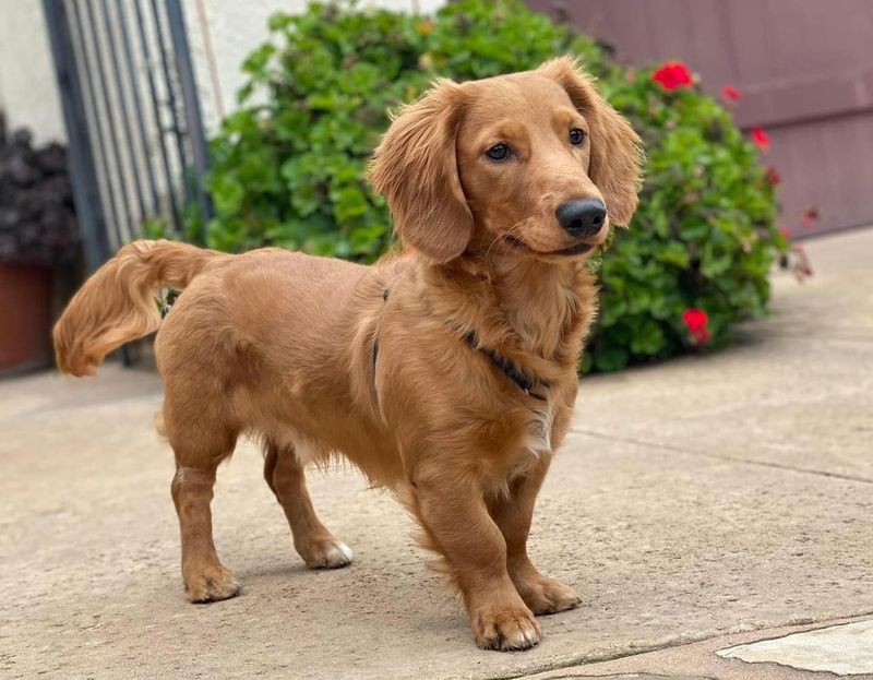 Dachshund