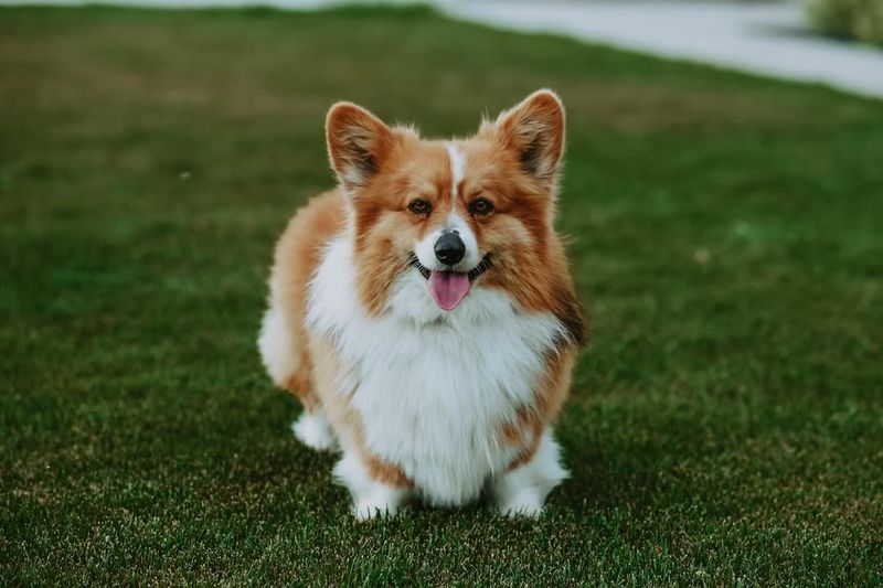 Pembroke Welsh Corgi