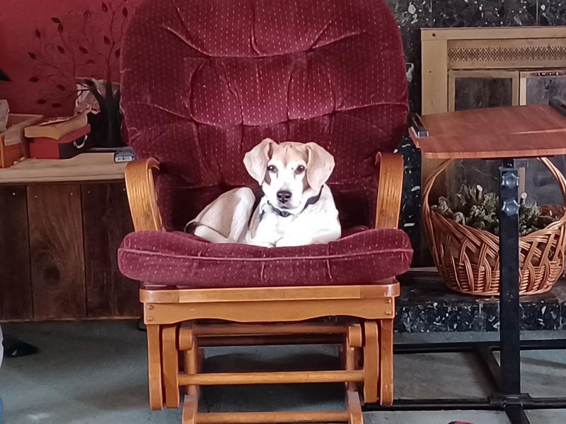 Beagle