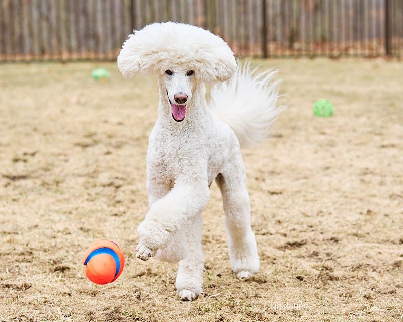 Poodle