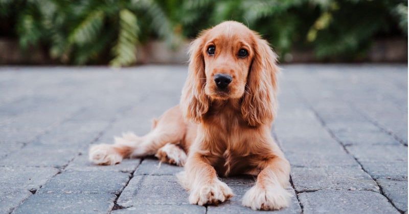 Cocker Spaniel