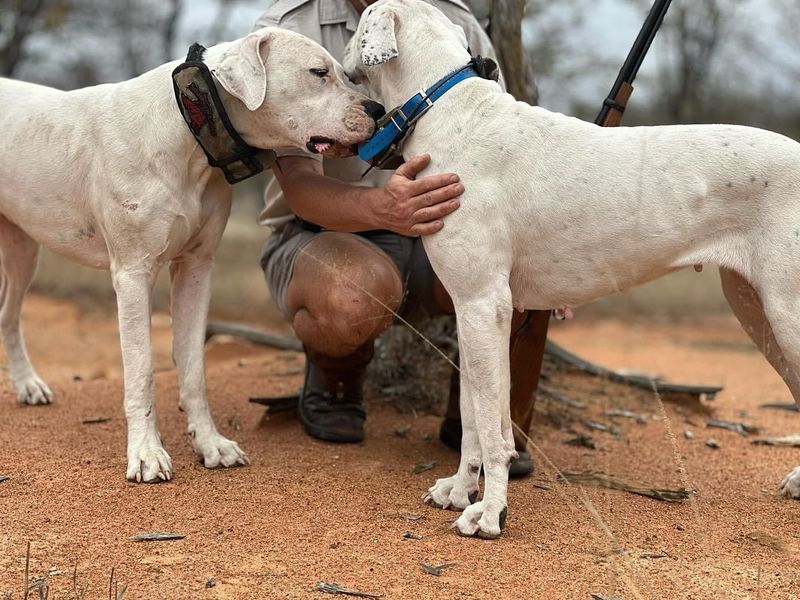 Dogo Argentino