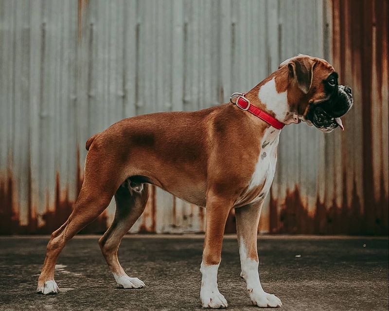 Boxer
