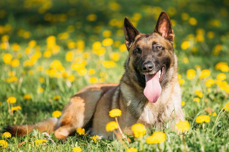 Belgian Malinois