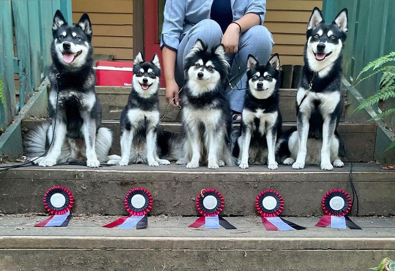 Alaskan Klee Kai