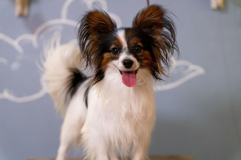 Papillon