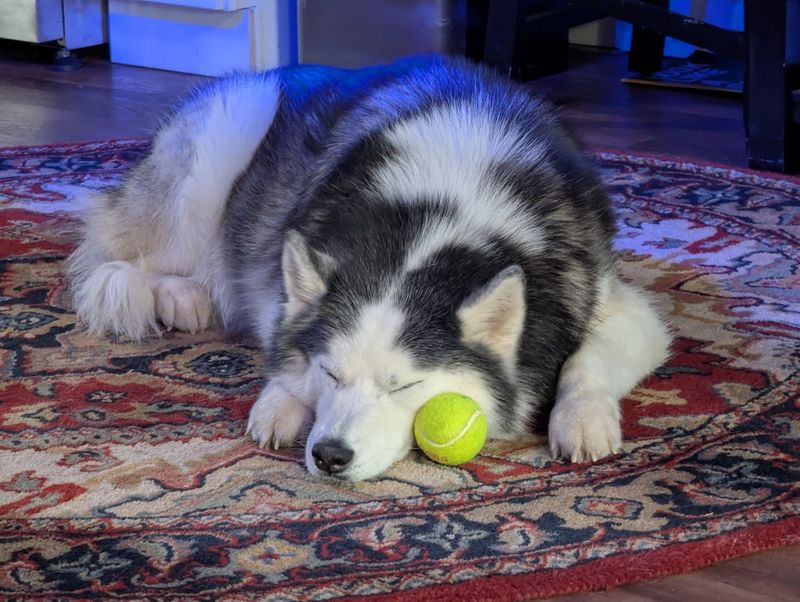 Siberian Husky