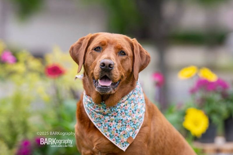 Labrador Retriever