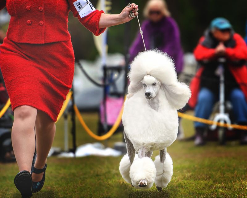 Poodle