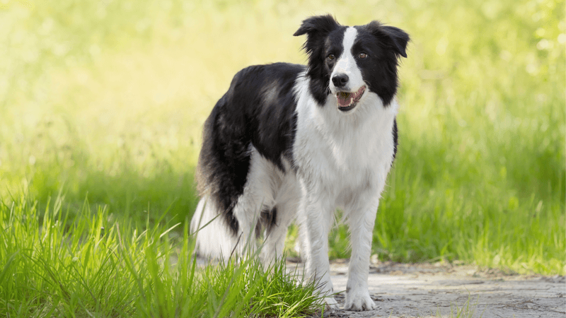 Border Collie